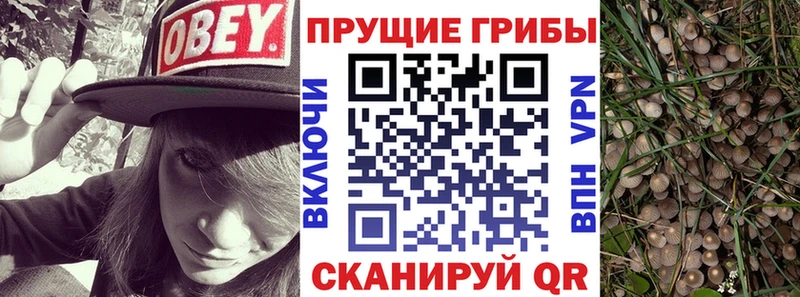 закладки  hydra как войти  Галлюциногенные грибы Psilocybine cubensis  Голицыно 
